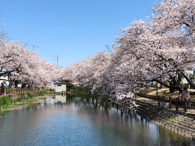 🇯🇵【愛媛県】ひょうたん池で最高の桜🌸を(^^)