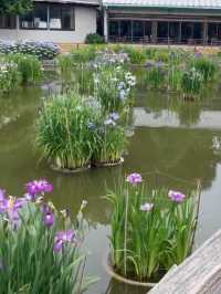【福岡観光】色とりどりの紫陽花が浮かぶ花手水❁⃘