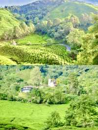 Stairway to Tea Heaven: BOH Viewpoint Delivers the Views