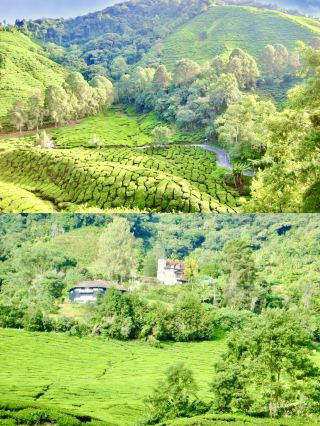 通往茶葉天堂的階梯：BOH觀景台美景盡收眼底