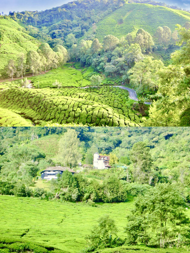 Stairway to Tea Heaven: BOH Viewpoint Delivers the Views