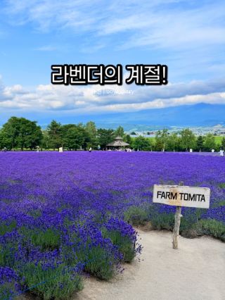 Summer Lavender! Enjoy Lavender Locally Instead of Hokkaido!!