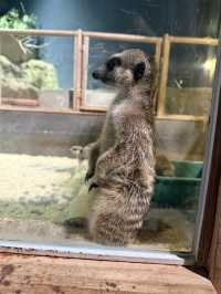 沖繩｜麻雀雖小、五藏俱全，DMM水族館主打互動體驗