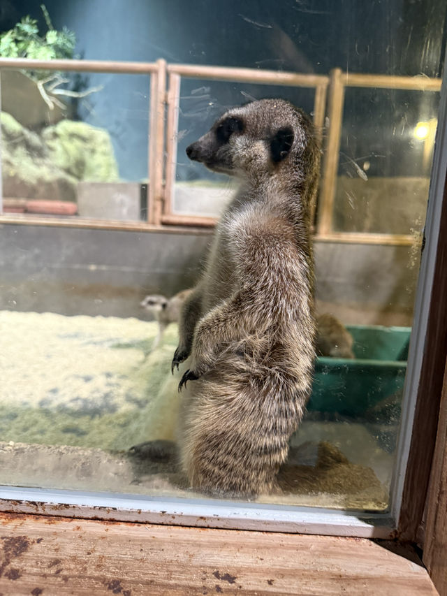 沖繩｜麻雀雖小、五藏俱全，DMM水族館主打互動體驗