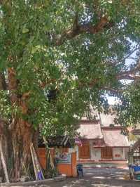 Wat Ban Mai วัดบ้านมาย สถานที่ดูดวงแม่นๆ