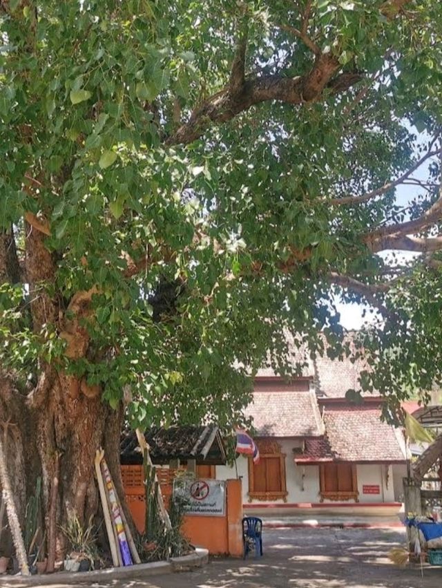 Wat Ban Mai วัดบ้านมาย สถานที่ดูดวงแม่นๆ