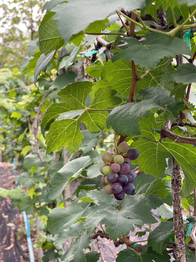 Rayy คาเฟ่ไร่องุ่น 🍇🍃