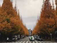 🍁 東京的秋天，把金黃鋪滿了整條街道。