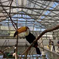 【花鳥園】鳥好き必見！掛川にある鳥天国🦜🦆🦉