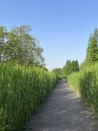 A Wetland Oasis by the River – Houtan Park, Shanghai
