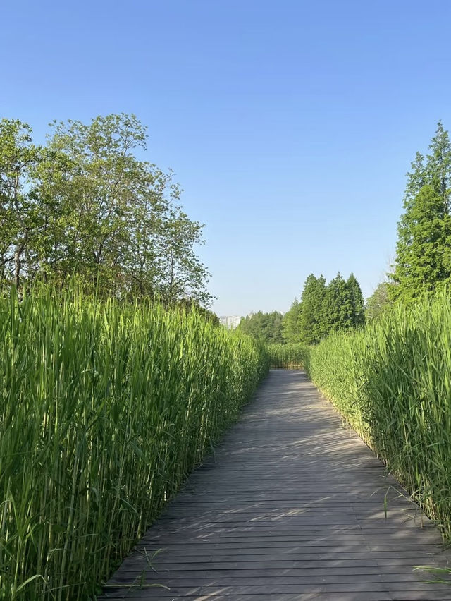 A Wetland Oasis by the River – Houtan Park, Shanghai