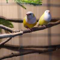 พามาชมงาน Westville Bird Paradise 