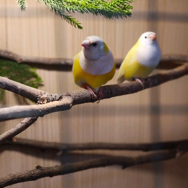พามาชมงาน Westville Bird Paradise 