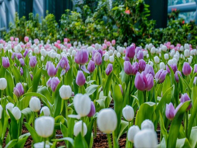 🌷 Flora Exhibition Hall ระยอง 🌧️