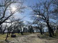 🏞️ Strolling Through History – Morioka Castle Site Park (Iwate Park)