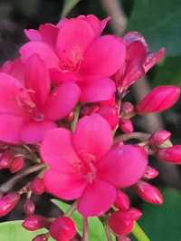 The Serene Floral Garden in Japanese gardens