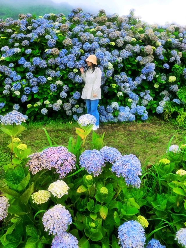 濟州城山日出峰⛰️繡球花盛開💙💜