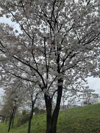 고덕천의 봄