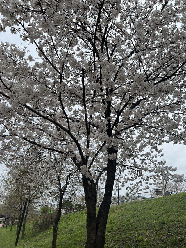 고덕천의 봄