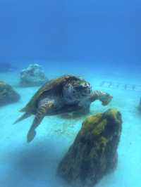 沖繩｜再遠都值得跑一趟 美麗海水族館的黑潮之美