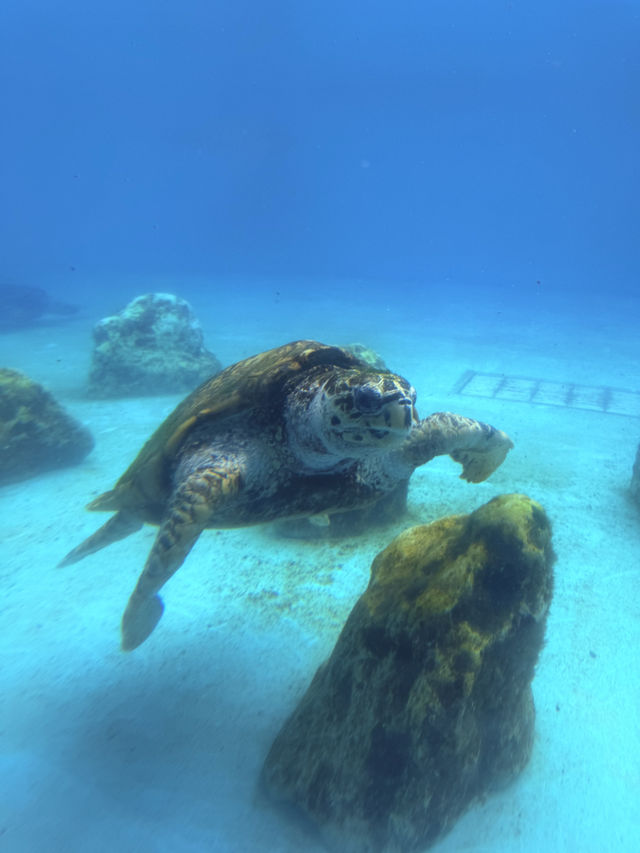 沖繩｜再遠都值得跑一趟 美麗海水族館的黑潮之美