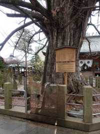 🌿 Review: Hida Kokubun-ji – A Serene Morning at a Historic Temple