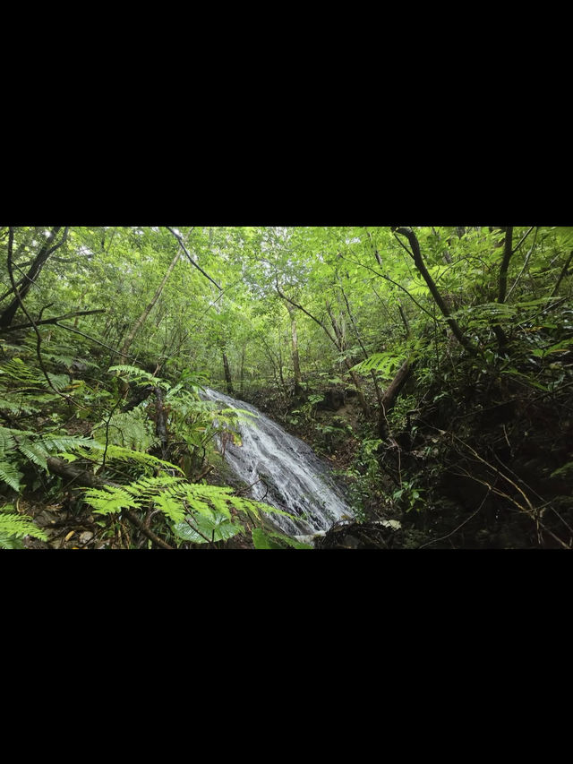 【森の息吹を感じる旅】沖縄の秘境「やんばるの森」で自然とふれあう