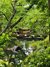 Nezu Museum: Tokyo’s Hidden Garden of Art
