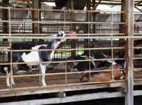 🐐 Goat Encounters & Fresh Milk Delights at Hay Dairies!