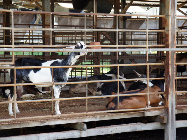🐐 Goat Encounters & Fresh Milk Delights at Hay Dairies!