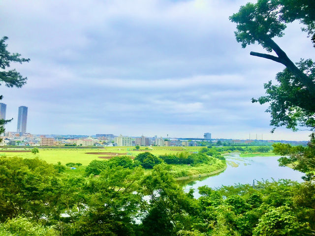【田園調布から多摩川へ行き紫陽花、多摩川台古墳群、亀甲山古墳、多摩川浅間神社】