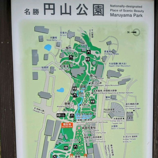 京都 | 圓山公園，市區中踏青賞花的休憩空間