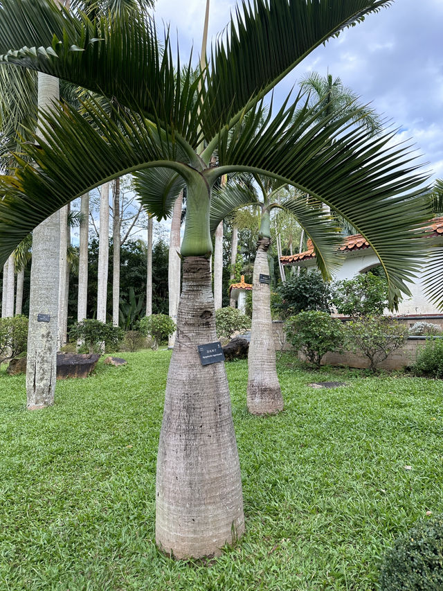 深圳l 沒想到這個仙湖植物園🌳那麼大