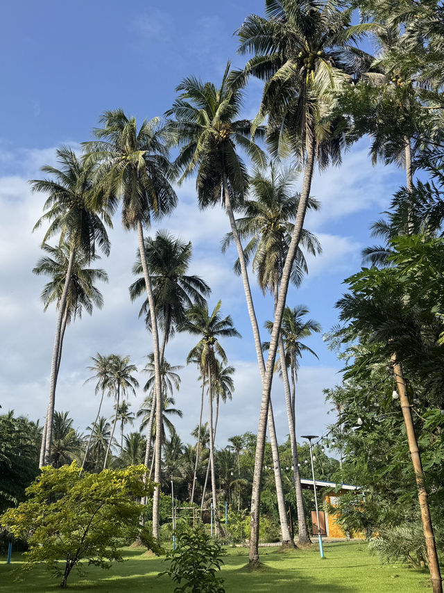 อยากไปแคมป์…แต่ไม่ได้อยากกางเต็นท์ 🌳⛺️