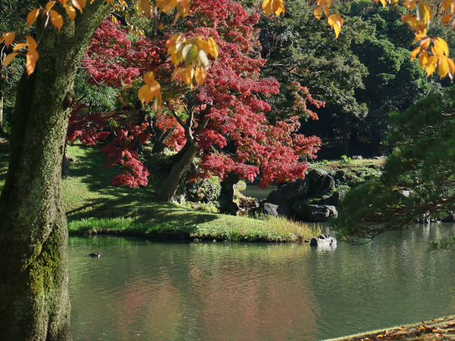 夜楓點燈絕美之東京六義園