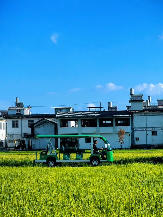 🌾 Golden Wheat Fields + Blue Skies = Your Next Travel Photo Masterpiece in Dali