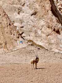 Wild and Free at Changtang Nature Reserve