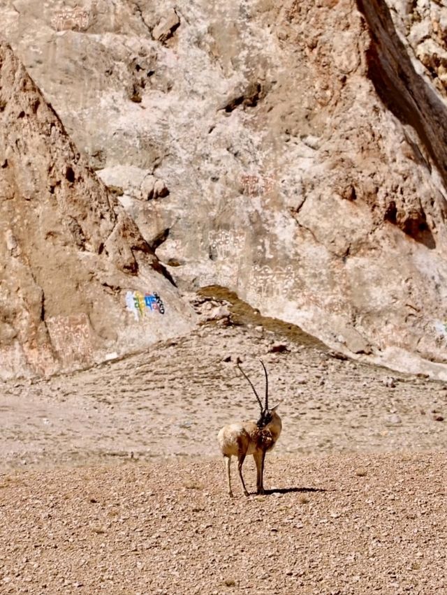 Wild and Free at Changtang Nature Reserve