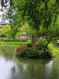 Quyuan Fenghe in Early Summer: A Hydrangea Wonderland