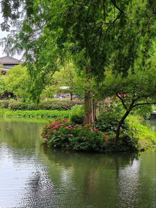 Quyuan Fenghe in Early Summer: A Hydrangea Wonderland