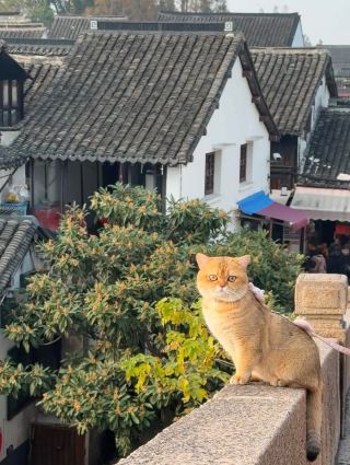 Chuyến đi một ngày từ Thượng Hải đến Zhujiajiao