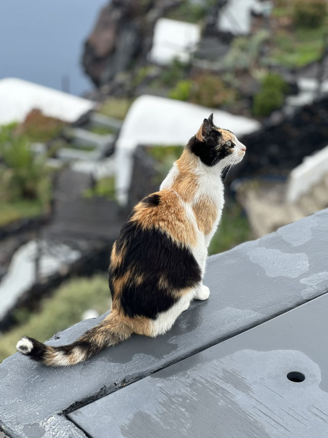 🇬🇷 聖托里尼 Santorini｜在貓咪與夕陽的陪伴下看愛琴海閃閃發光