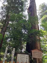 【宮崎・高千穂町】⛩️高千穂神社〜縁を結び心を結ぶ夫婦杉〜