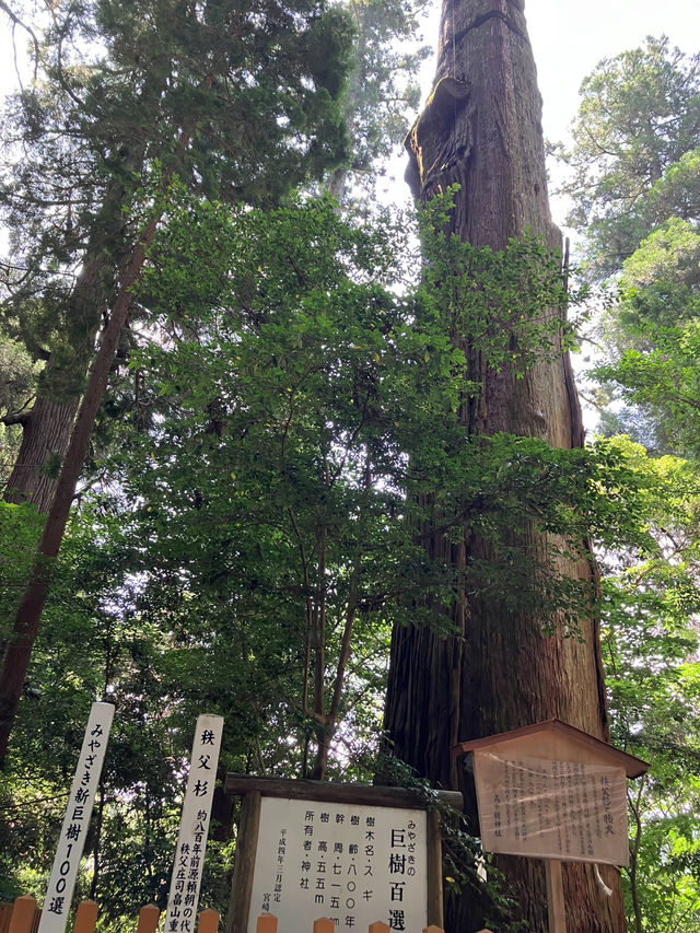 【宮崎・高千穂町】⛩️高千穂神社〜縁を結び心を結ぶ夫婦杉〜