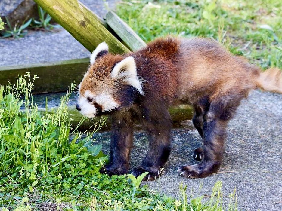 秋田市大森山動物園（またはミルヴェ） | Trip.com 秋田市