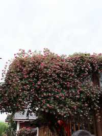 A house that remember roses 🌹 