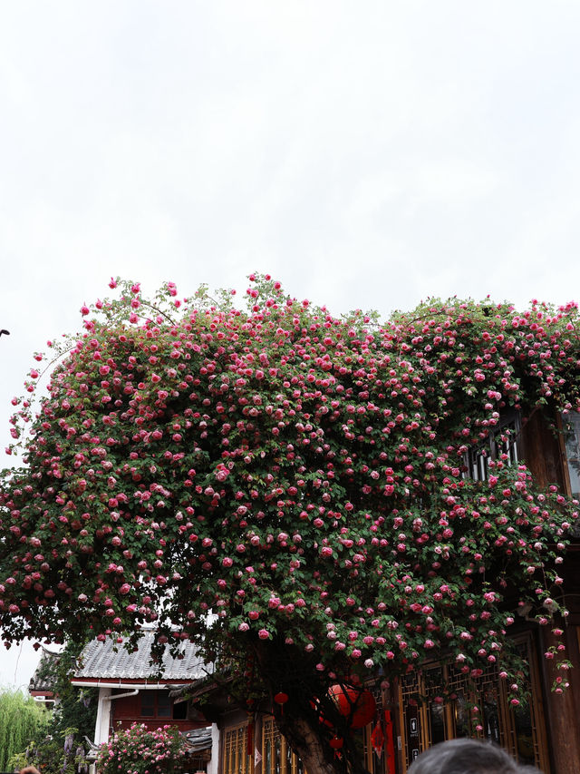 A house that remember roses 🌹 