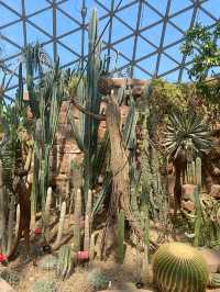 It's a cactus wonderland at Shanghai Botanical Gardens