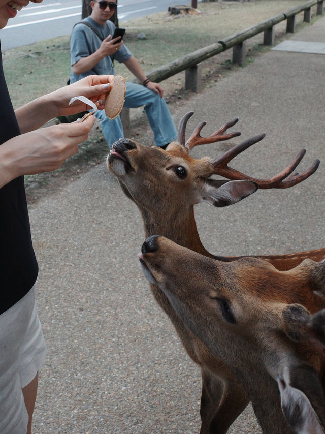 [나라공원] 사슴 구경🦌