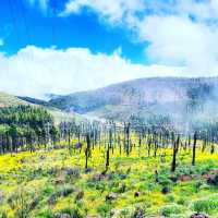 Reach New Heights at Pico de las Nieves